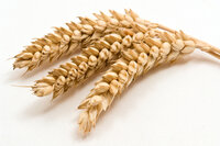BIO speltbloem T65 25 kg BIO speltbloem T65 25 kg